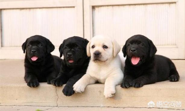 拉布拉多犬图片价格:拉布拉多犬图片价钱 想买只拉布拉多养，黑色的大概多少钱？