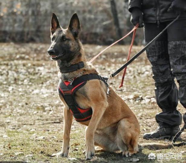 中国马犬百度百科:养马犬前需要具备什么条件？