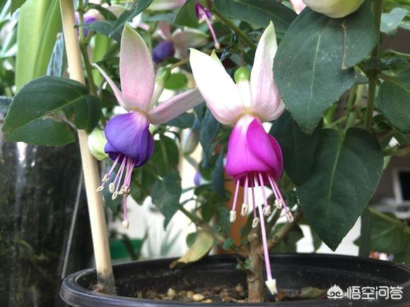 花卉图片大全吊竹梅:倒挂金钟出花苞就干是什么原因？该怎么办？
