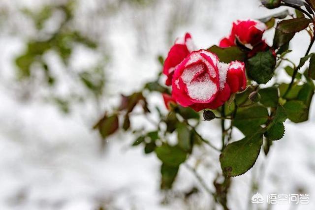 冻伤成就怎么做(冻伤成就怎么做)