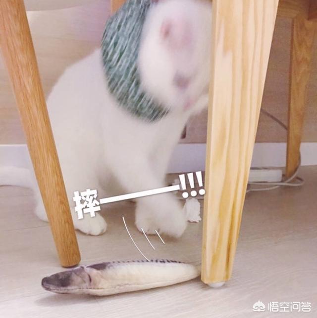 小猫吃鱼儿童画图片:陆生的猫为什么会被认为喜欢吃水里的鱼？