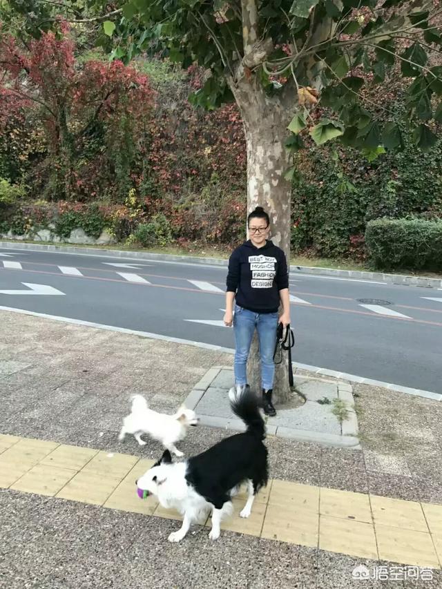 小狗得了细小怎么治:小狗得了细小病怎么办 小狗狗得了犬细微病毒怎么治，怎样治最快？