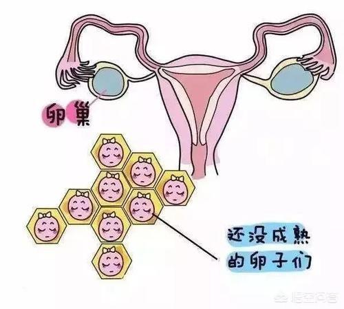 卵泡发育不良:卵泡发育不好受孕了会影响孩子质量吗？