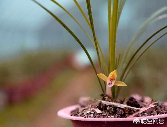 兰花鼠尾草习性:新手入门选兰花，是养普草还是养传统草更好？