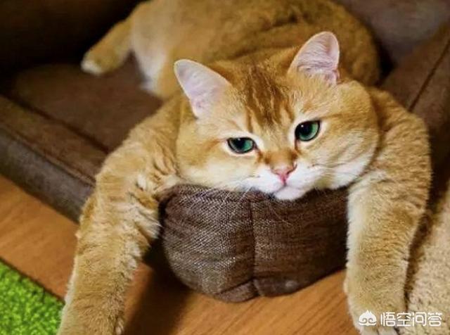 菊缅因猫和菊猫的区别:二哈和胖橘猫，哪一个才是你的最爱？