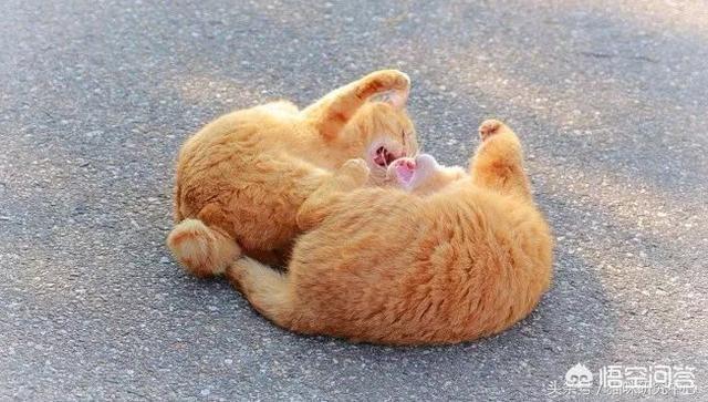 菊缅因猫和菊猫的区别:二哈和胖橘猫，哪一个才是你的最爱？