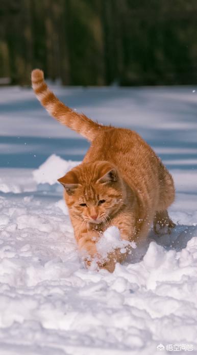菊缅因猫和菊猫的区别:二哈和胖橘猫，哪一个才是你的最爱？