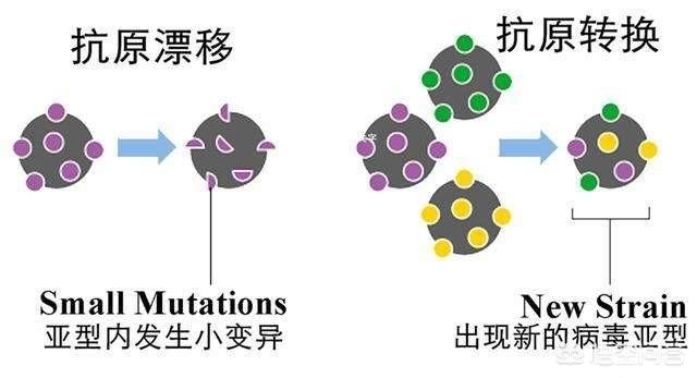 病毒爆发和疫苗接种：新冠病毒疫苗接种