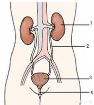 泌尿系统解剖图:肾结石为什么会自动下来？
