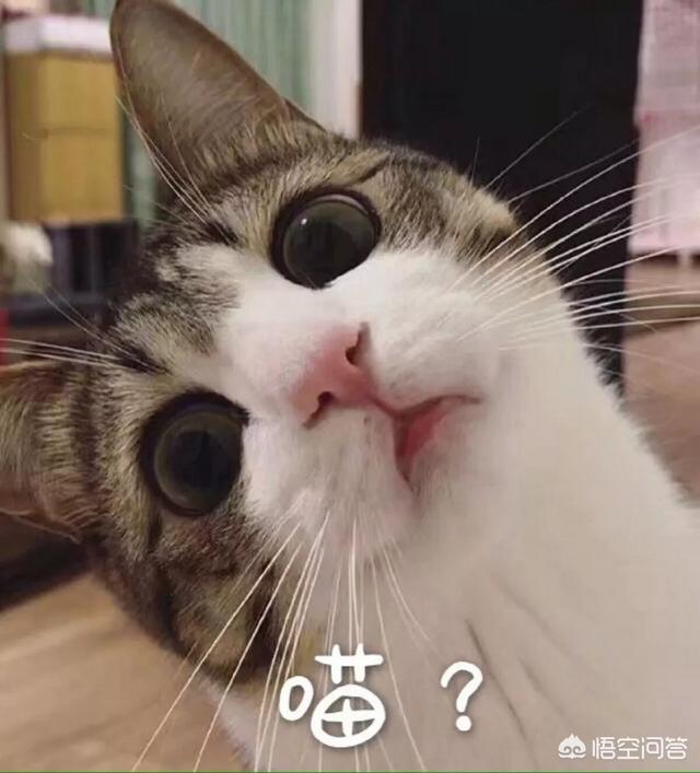 为什么我家猫不会埋屎:猫咪拉屎不埋是怎么回事？