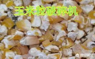 獭兔饲料机:兔饲料颗粒机都有哪些型号？