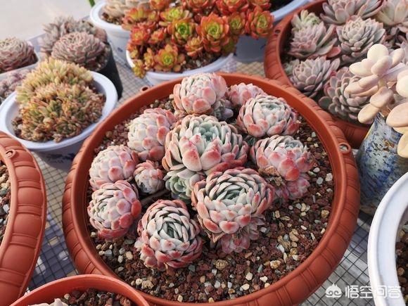 如何养好多肉植物？养护过程中有哪些注意事项？