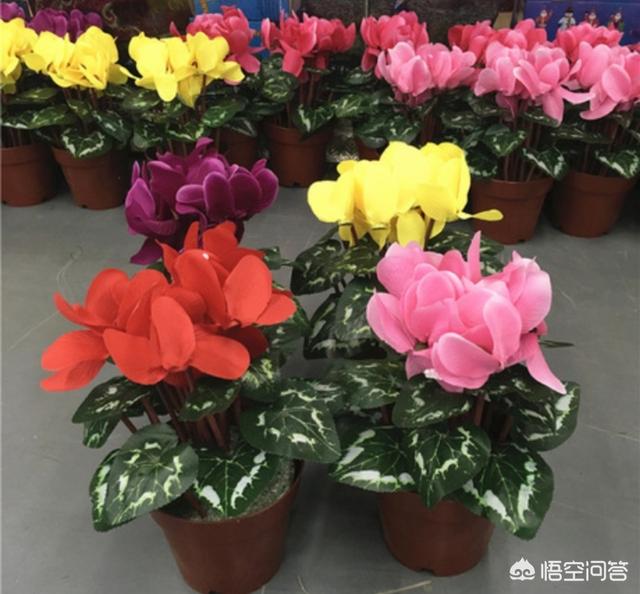 红色仙客来图片大全:仙客来图片大全大图 仙客来的花都躺下了是怎么回事？