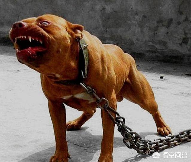 防暴犬图片:杭州碎尸案，许某某是怎样骗过了警犬的鼻子？