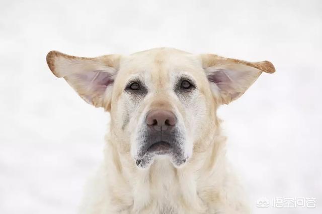 东非猎犬生病怎么办:狗狗发出气响的声音是怎么回事？