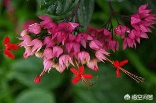 龙吐珠花图片:龙吐珠叶子掉光后，把技修剪后，在北方室内能缓过来吗？