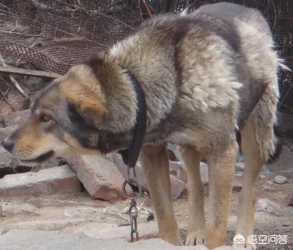 东北大哥训狗视频:现在北方还有可以长到七八十斤的大个土狗吗？是什么样子的？