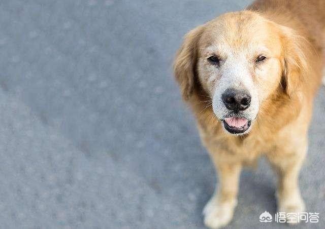 大型犬:应该怎样对待快要死亡的狗狗？ 大型犬排行榜