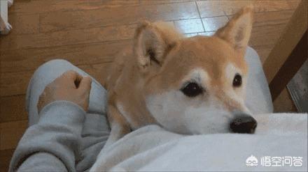 大型犬:应该怎样对待快要死亡的狗狗？ 大型犬排行榜