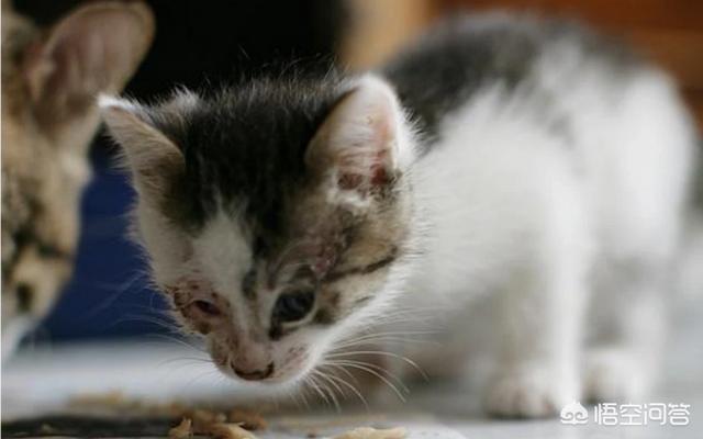 马恩岛猫问答:猫的黑下巴是什么引起的？怎么处理？