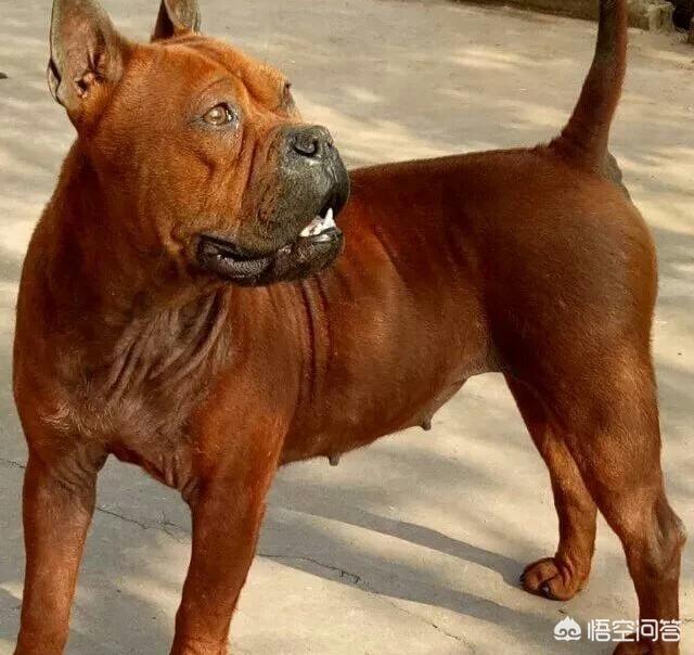 四川川东猎犬:四川省有哪些优秀的土猎犬品种？有何依据？