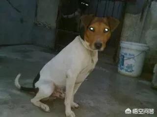 标准波音达猎犬挑选方法:该如何挑选一条好的猎犬？