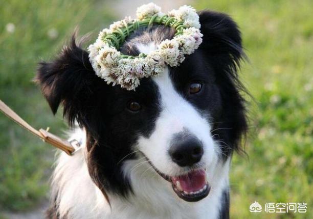 白金汉宫边境牧羊犬研究中心:边境牧羊犬临终前会有哪些特征？