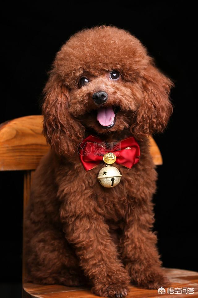 下司犬论坛:下司犬打得过泰迪犬吗？你怎么看？