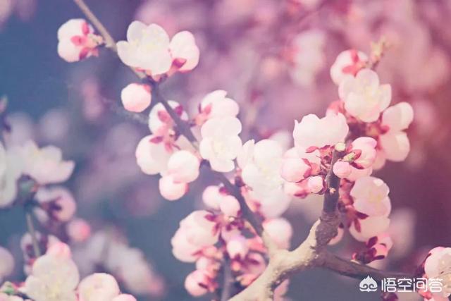 为什么人们把异性缘好称为“桃花旺”？这其中有什么典故？