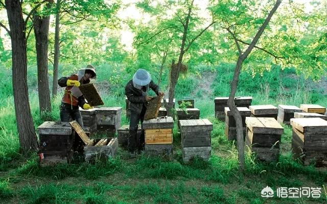 中国水龙饲养环境布置:龟缸如何布置才能还原原生态的饲养环境？