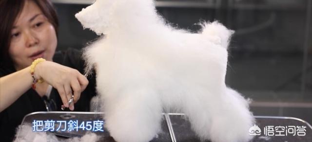 广州宠物美容培训:远程宠物美容应该怎么学？
