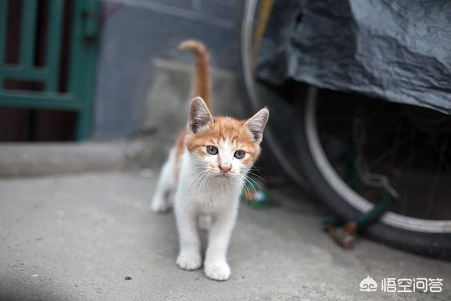 猫救小主人:老人用绳吊7岁孙子下楼救猫，同是生命做法值得吗？