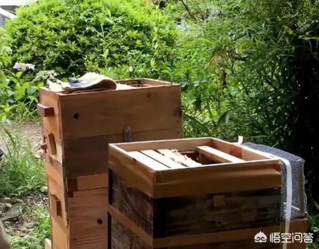 如何饲养红色吸蜜鹦鹉:饲养蜜蜂时，怎样进行人工分蜂？