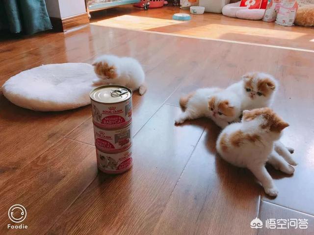 富力鲜猫罐头 诱食剂:富力鲜猫罐头诱食剂 有添加剂的猫粮和零食能给猫咪吃吗？