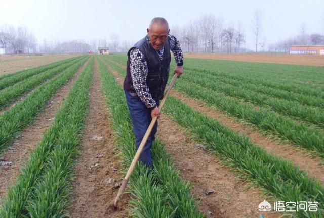 茜之塔 徒长:多肉法师徒长的问题如何解决？