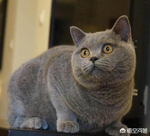 英国不爽猫:请问这是什么猫。卖家说是英短～？ 英国不爽猫玩偶
