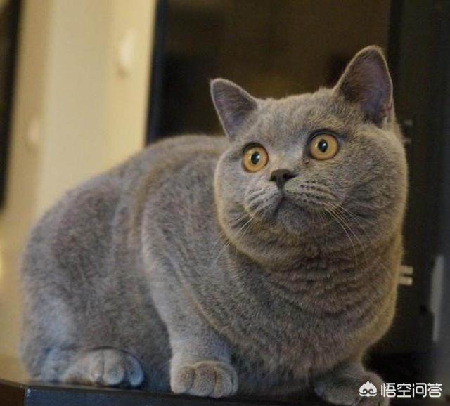 西伯利亚森林猫串布偶:养了一年的猫不想养了怎么办？