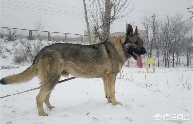 头条问答 - 德牧,狼青和苏联红的区别在哪儿?(12个回答)