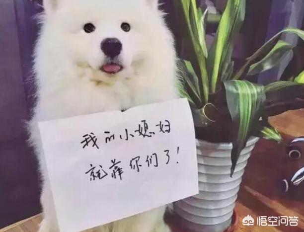 喂养萨摩耶幼犬:饲养萨摩耶有哪些问题不能犯？