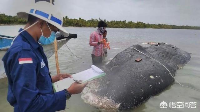 海洋垃圾的危害，作为海洋中的王者，塑料垃圾对鲸鱼有怎样的危害？