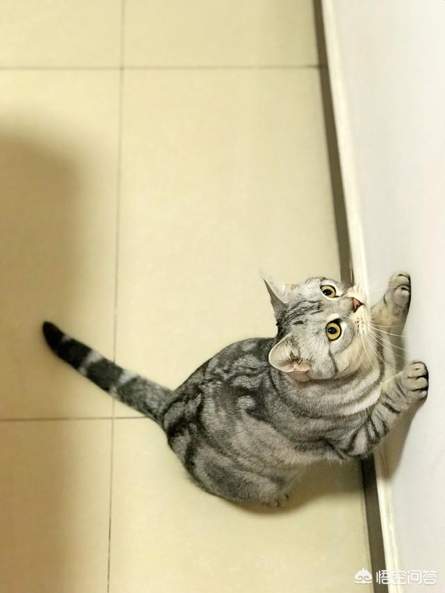 什么是吸猫吸猫是什么意思:你为什么喜欢猫猫呢？你会不会抽时间陪伴你的猫？