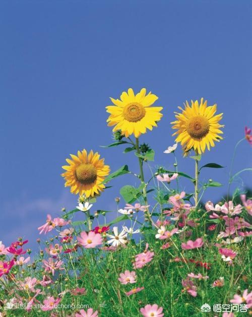 头条问答 浅夏花开是什么意思 你怎么看 16个回答