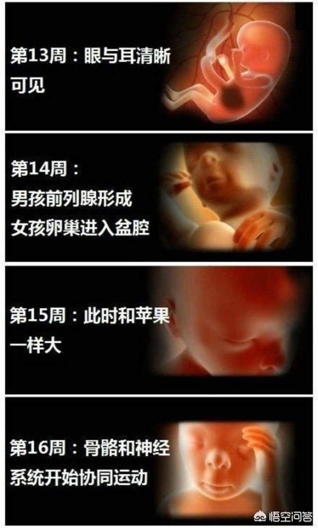 婴儿变化过程是什么样子的？