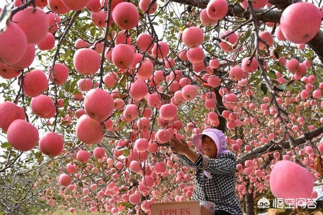 秋田蕗南方能种吗:苹果不适合种植在南方的主要因素有哪些？