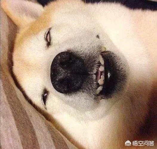 给小狗睡觉翻白眼:有的小狗睡觉会翻白眼，小狗睡觉翻白眼是为了遮光吗？