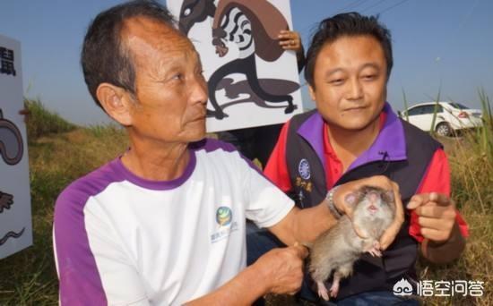 踏笼捕伯劳鸟视频:十几年前农村捕蛇不可缺少的三样工具你们知道是什么吗？ 踏笼抓伯劳鸟视频