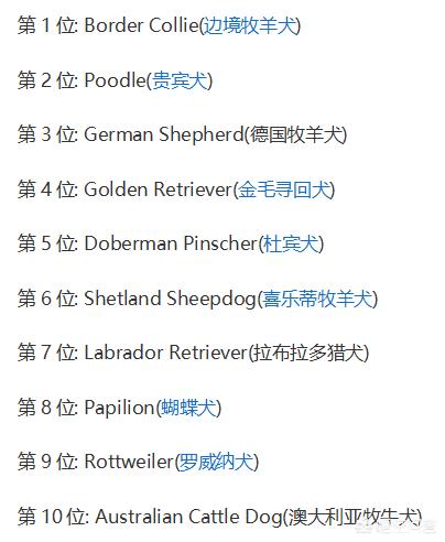 国美狗狗聪明吗:高智商的狗狗有那些优势？