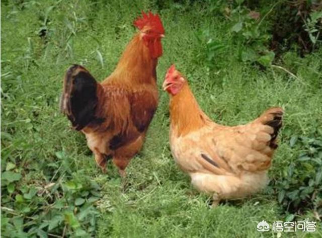 火鸡养殖成本投入多少钱:养500只真正的有机土鸡的成本是多少？