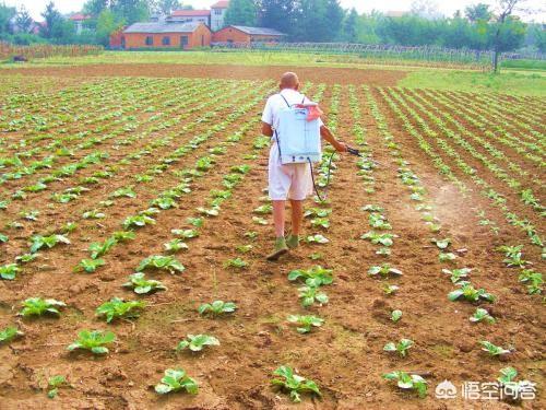 托拉菌素多少钱:托拉菌素多少钱一瓶 仔猪2000元一头，不管养，今年仔猪价格能在几月份跌落？