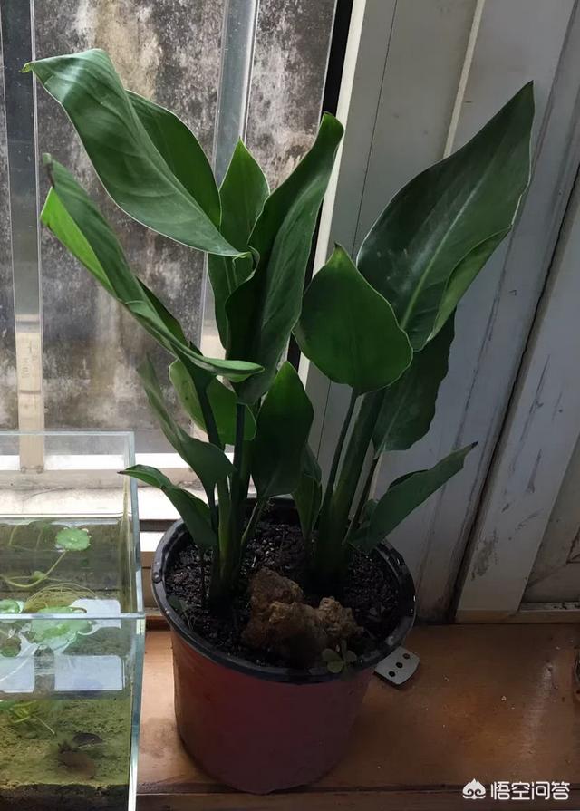 天堂鸟的花语:天堂鸟有毒吗？我们在家中适合养它吗，又要注意哪些地方呢？